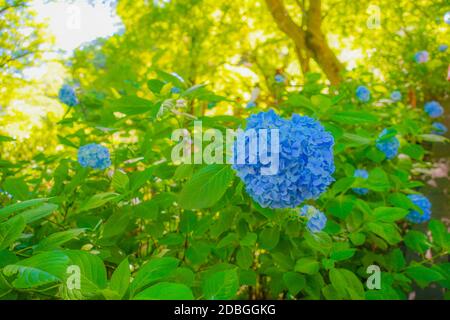 Hortensia bleu et vert frais. Lieu de tournage: Kamakura, préfecture de Kanagawa Banque D'Images