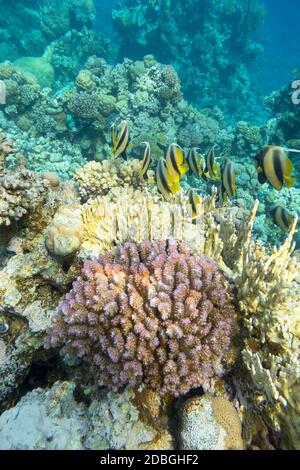 Récif de corail coloré au fond de la mer tropicale, haut de l'école de bannerfish (Heniochus diphreutes), paysage sous-marin Banque D'Images