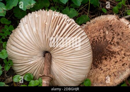 Parasol Mushroom dans Suffolk , Royaume-Uni Banque D'Images