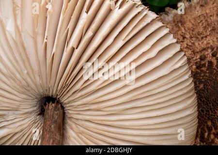 Parasol Mushroom dans Suffolk , Royaume-Uni Banque D'Images