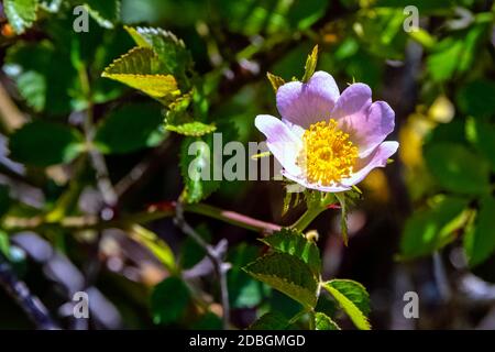 Rosa canina, communément connue sous le nom de chien rose - une variable escalade, espèces sauvages de roses Banque D'Images