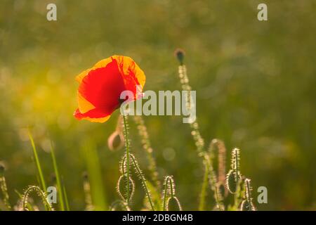 Capes de fleur de pavot dans un paysage rural dans le nord de l'Allemagne, parfait pour une carte de vœux, un sac cadeau ou une image de calendrier Banque D'Images