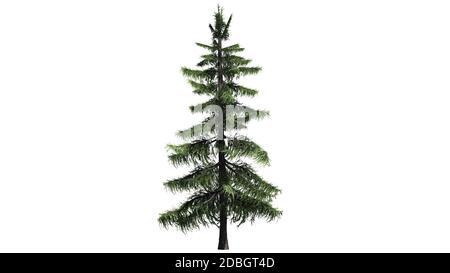 Alaska Cedar Tree isolé sur fond blanc Banque D'Images