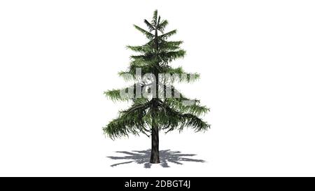 Alaska Cedar Tree isolé sur fond blanc Banque D'Images