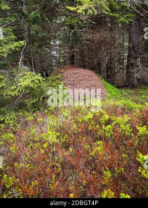 Forêt de conifères anthill, bois avec animaux dans la nature Banque D'Images