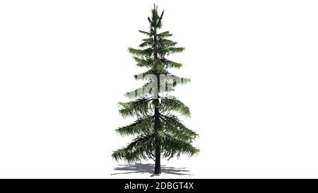 Alaska Cedar Tree isolé sur fond blanc Banque D'Images