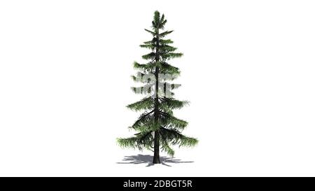 Alaska Cedar Tree isolé sur fond blanc Banque D'Images