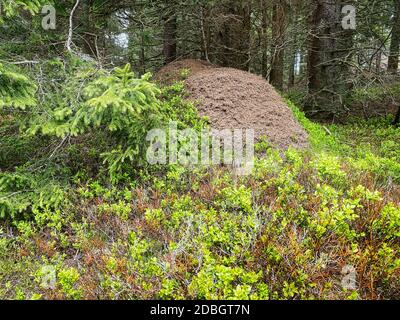Forêt de conifères anthill, bois avec animaux dans la nature Banque D'Images