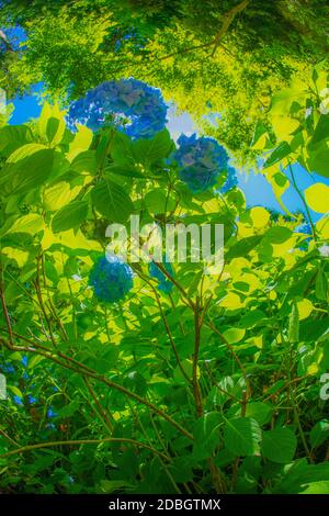 Hortensia bleu et vert frais. Lieu de tournage: Kamakura, préfecture de Kanagawa Banque D'Images