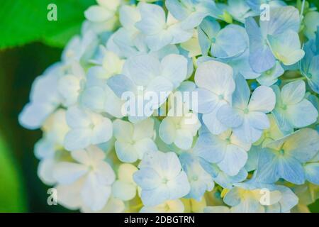 Hortensia bleu et vert frais. Lieu de tournage: Kamakura, préfecture de Kanagawa Banque D'Images