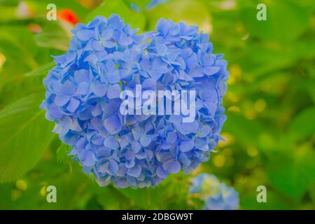 Hortensia bleu et vert frais. Lieu de tournage: Kamakura, préfecture de Kanagawa Banque D'Images