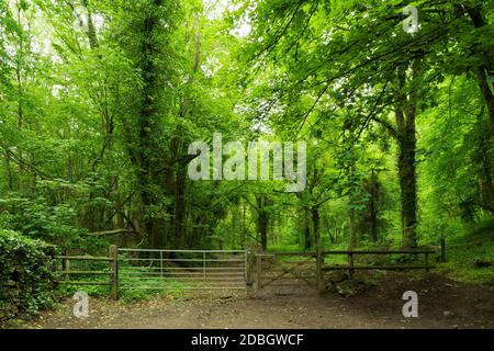 Porte à l'entrée de la forêt au pied de Dolebury Warren dans le paysage national de Mendip Hills, North Somerset, Angleterre. Banque D'Images