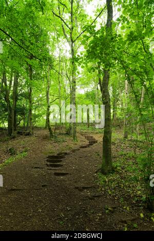 Traversez la forêt sur la colline de Dolebury Warren dans le paysage national de Mendip Hills, North Somerset, Angleterre. Banque D'Images