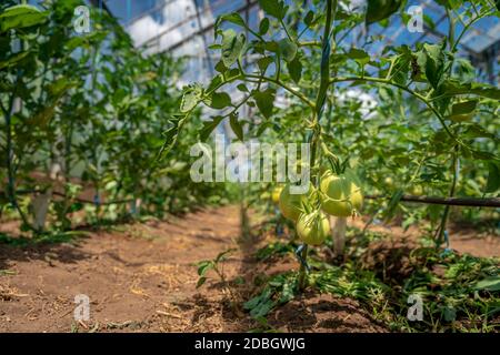 Les tomates vertes biologiques mûrissent dans une serre. Culture de légumes sans produits chimiques, aliments sains. Banque D'Images