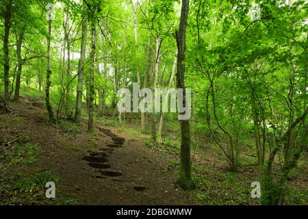 Traversez la forêt sur la colline de Dolebury Warren dans le paysage national de Mendip Hills, North Somerset, Angleterre. Banque D'Images