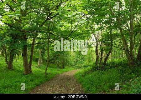 Bois à feuilles caduques en été à Dolebury Warren dans le paysage national de Mendip Hills, North Somerset, Angleterre. Banque D'Images