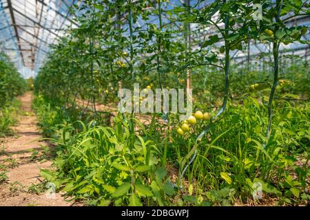 Les tomates vertes biologiques mûrissent dans une serre. Culture de légumes sans produits chimiques, aliments sains. Banque D'Images