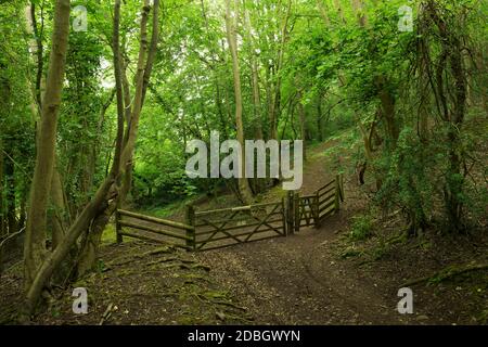 Bois à feuilles caduques en été à Dolebury Warren dans le paysage national de Mendip Hills, North Somerset, Angleterre. Banque D'Images