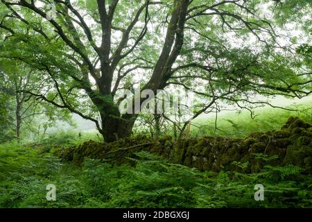 Un frêne européen et un mur de pierre sèche à la lisière d'une forêt en été à Dolebury Warren dans le paysage national de Mendip Hills, North Somerset, Angleterre. Banque D'Images