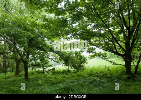 Bois à feuilles caduques en été à Dolebury Warren dans le paysage national de Mendip Hills, North Somerset, Angleterre. Banque D'Images