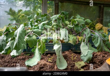 des semis de kohlrabi dans une serre de la ferme. Banque D'Images