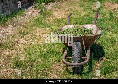 mauvaises herbes et herbe dans un chariot dans un champ sur une ferme. Banque D'Images