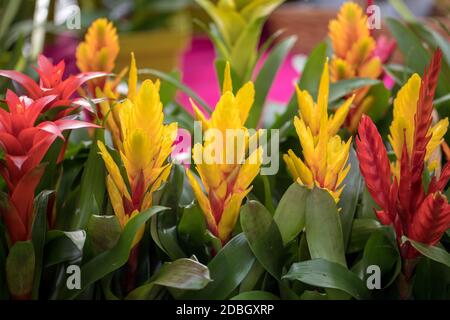 Vriesea (Vriesea Bromeliaceae) est une plante ornementale tropicale aux fleurs exotiques de différentes couleurs. C'est un épiphyte - dans des conditions naturelles il pousse Banque D'Images