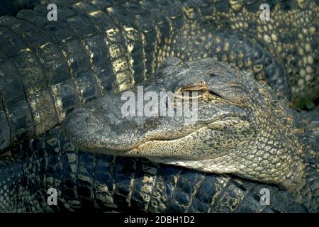 Alligators crouch les uns les autres et sont entrelacés avec des corps. Alligators élevage ferme. Ferme de crocodiles beaucoup d'aligators en colère fond. Croco Banque D'Images