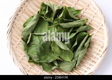 feuilles de persimmon séchées, médecine de fines herbes dans un panier de bambou Banque D'Images