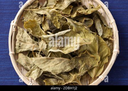 feuilles de persimmon séchées, médecine de fines herbes dans un panier de bambou Banque D'Images