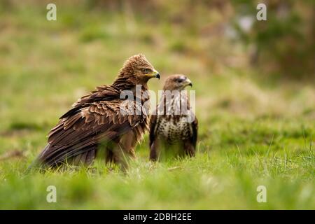 l'aigle moins tacheté, le cloga pomarina, et le bourdonnet commun, le buteo buteo, assis sur le sol en été. Deux espèces d'oiseaux de proie sur la prairie avec gr Banque D'Images