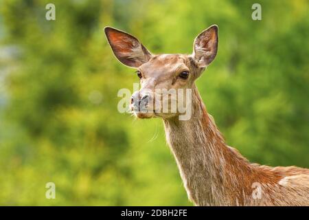 Gros plan du cerf rouge, cervus elaphus, qui recherche avec intérêt la nature estivale. Portrait de la femme qui observe les animaux sauvages dans les prés en détail. Banque D'Images