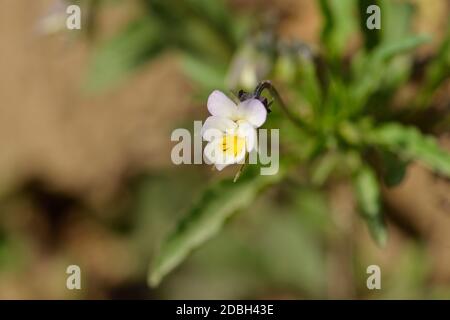 Macro à partir d'une pansy de champ dans la forêt Banque D'Images