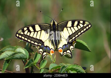 Old World Swallowtail, Papilio machaon, homme, assis sur une branche de framboise Banque D'Images
