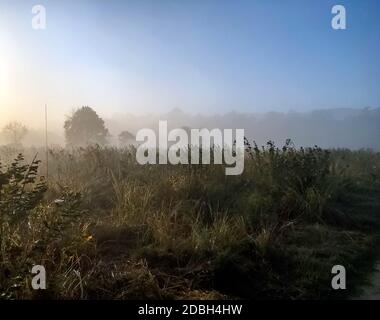 Matin dans le parc national Jim Corbett, Inde Banque D'Images