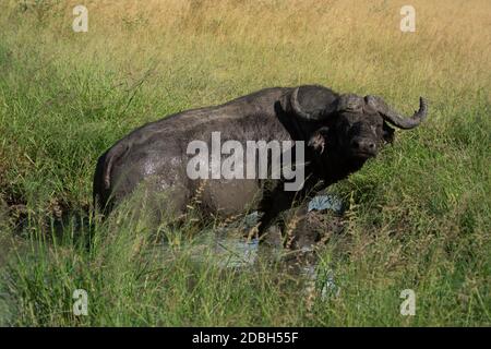 Le buffle du cap se trouve dans un trou d'eau boueux Banque D'Images