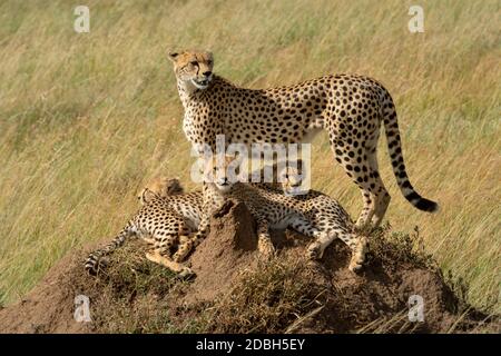 Cheetah debout sur termite monticule avec la famille Banque D'Images