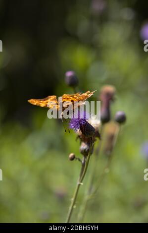 Papillon virgule dans la macro sauvage gros plan, papillon orange avec des taches noires Banque D'Images