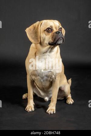 Portrait de la jeune pousselle adorable posant en studio Banque D'Images
