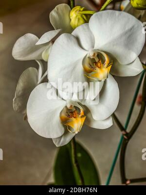 Branche avec de grandes fleurs blanches de l'Orchidée Phalaenopsis avec des taches violettes sont au centre orange sur l'arrière-plan de carreaux de céramique Banque D'Images