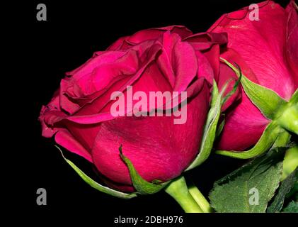 Roses fraîches sur un fond noir plan Banque D'Images