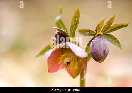 La forêt printanière du début fleurit les hellébores, Helleborus purpurascens. Fleur pourpre dans la nature. Détails de la macro hellebore. Banque D'Images