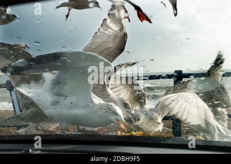 Les goélands argentés communément appelés Seagulls, étant nourris avec de la nourriture, quelque chose à manger, laissés sur Fish and Chips. Atterrissage sur le capot de la voiture. Unfazed juste avide et affamé. Hastings East Sussex années 2020 2020 Royaume-Uni HOMER SYKES Banque D'Images