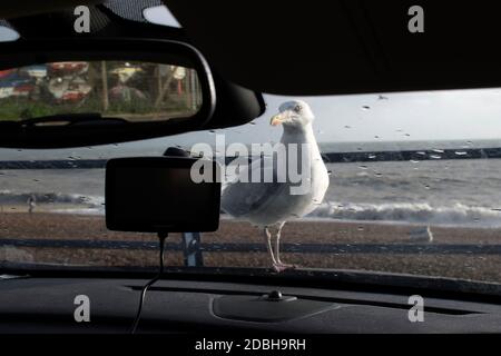 Goéland hareng attendant d'être nourri. Communément appelé Seagulles, être nourri avec de la nourriture donnée, quelque chose à manger, laissés overs. Atterrissage sur le capot de la voiture. Impunis juste avide et affamé. Hastings East Sussex années 2020 2020 Royaume-Uni HOMER SYKES Banque D'Images