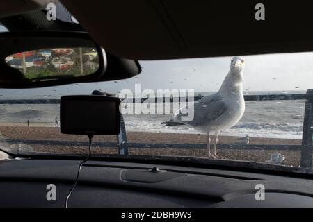 Goéland hareng attendant d'être nourri. Communément appelé Seagulls, être nourri avec de la nourriture, quelque chose à manger, laissé sur Fish and Chips. Atterrissage sur le capot de la voiture. Unfazed juste avide et affamé. Hastings East Sussex années 2020 2020 Royaume-Uni HOMER SYKES Banque D'Images