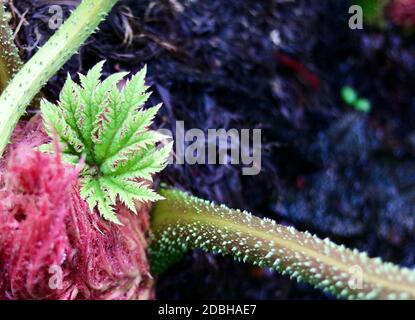 Belle manucata gunnera avec feuillage rose et vert et copie espace Banque D'Images