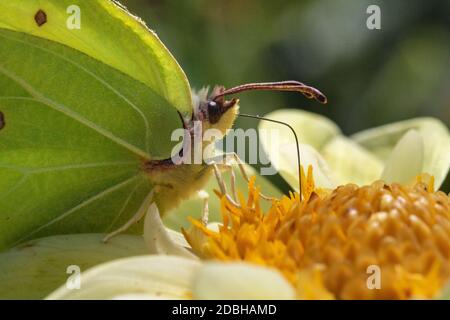 Vue latérale Macro d'un papillon de pierre à brimstone (Gonepteryx rhamni) se nourrissant d'une fleur de jardin jaune vif lors d'une chaude journée d'été. Banque D'Images