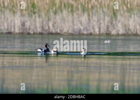 Grand grebe à crête masculin dans la lutte au printemps Banque D'Images