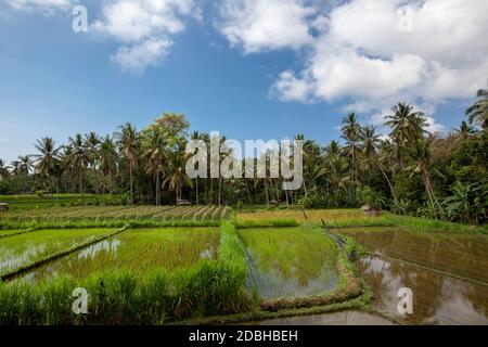 Soleil se lève sur les champs verts de la Tegalalang rizières au coeur de Bali, Indonésie. Banque D'Images