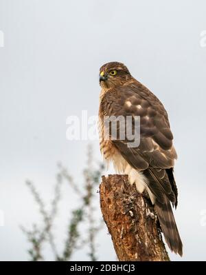 Une femelle sauvage Eurasion Sparrowhawk (Accipiter nisus) analyse son environnement pour trouver une proie potentielle, Warwickshire Banque D'Images